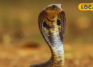 सपने में सांप का दिखना शुभ या अशुभ? भविष्य से जुड़े होते हैं संकेत! जानिए क्या कहता है स्वप्न शास्त्र