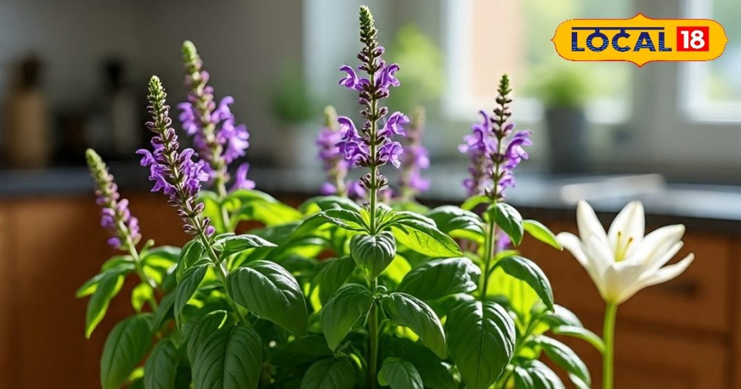 गुरुवार को लगा दें ये चमत्कारी पौधा... घर से भाग