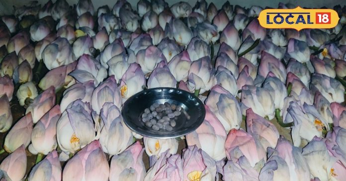 Diwali Puja: कमल फूल न मिले तो इस चीज से भी