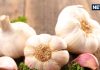 Garlic Health Benefits: रोज क्यों खाना चाहिए 3 कच्चा लहसुन? जानें कैसे बनता है शरीर के लिए सुपर सुरक्षा कवच!
