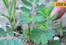 आयुर्वेदिक टॉनिक से कम नहीं है यह पौधा, पथरी गलाकर करता है बाहर, पाचन की समस्या को भी करता है दूर – Rajasthan News