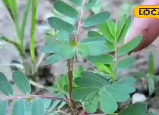 आयुर्वेदिक टॉनिक से कम नहीं है यह पौधा, पथरी गलाकर करता है बाहर, पाचन की समस्या को भी करता है दूर – Rajasthan News