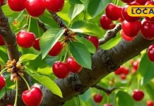 सेहत के लिए वरदान है ये लाल फल, कूट-कूट के भरे हैं एंटी एजिंग गुण, दर्द होगा गायब; रोज इस समय पर खाएं – Uttar Pradesh News