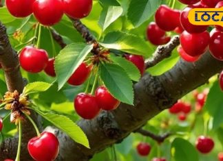 सेहत के लिए वरदान है ये लाल फल, कूट-कूट के भरे हैं एंटी एजिंग गुण, दर्द होगा गायब; रोज इस समय पर खाएं – Uttar Pradesh News