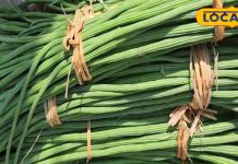 सेहत के लिए खजाने से कम नहीं है सहजन, चमत्कारी फायदे जान हो जाएंगे हैरान; ऐसे करें सेवन – Uttar Pradesh News