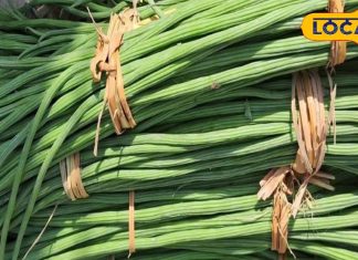 सेहत के लिए खजाने से कम नहीं है सहजन, चमत्कारी फायदे जान हो जाएंगे हैरान; ऐसे करें सेवन – Uttar Pradesh News