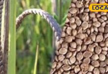 सेहत का खजाना है कोदो मिलेट, ब्लड शुगर हमेशा रहेगा डाउन, मोटापा भी करे छूमंतर – Uttar Pradesh News