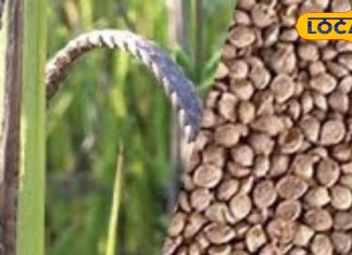 सेहत का खजाना है कोदो मिलेट, ब्लड शुगर हमेशा रहेगा डाउन, मोटापा भी करे छूमंतर – Uttar Pradesh News