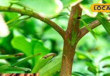 सुबह खाली पेट पिएं इस मसाले का पानी, ये बीमारियां आसपास भी नहीं फटकेंगी – Uttar Pradesh News