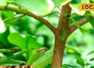 सुबह खाली पेट पिएं इस मसाले का पानी, ये बीमारियां आसपास भी नहीं फटकेंगी – Uttar Pradesh News