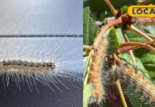 इन कीट-पतंगों को हल्के में न लें, पलक झपके करते है हमला, स्किन के लिए जहर; जानें बचाव के उपाय – Uttar Pradesh News