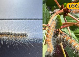 इन कीट-पतंगों को हल्के में न लें, पलक झपके करते है हमला, स्किन के लिए जहर; जानें बचाव के उपाय – Uttar Pradesh News