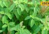 Why is Tulsi considered religiously sacred and beneficial for health, but why is chewing it directly harmful? – Haryana News