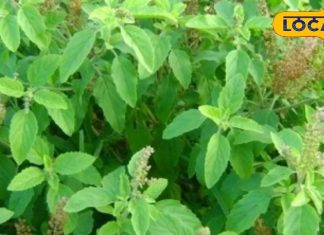 Why is Tulsi considered religiously sacred and beneficial for health, but why is chewing it directly harmful? – Haryana News