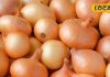 Onion For Diabetes: डायबिटीज के मरीज हर दिन खाएं ये सब्जी, शरीर से कोसों दूर रहेंगी ये खतरनाक बीमरियां – Jharkhand News