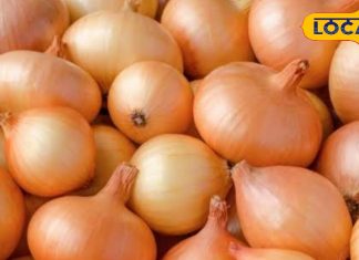 Onion For Diabetes: डायबिटीज के मरीज हर दिन खाएं ये सब्जी, शरीर से कोसों दूर रहेंगी ये खतरनाक बीमरियां – Jharkhand News