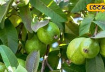 सेहत का संजीवनी पेड़…. पत्ते से लेकर फल तक हर हिस्सा है औषधि, जानें चमत्कारी फायदे – Uttar Pradesh News