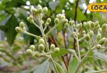चमत्कारिक है इस पौधें की पत्तियां, नाम हैं “गुड़मार”, मर्दों के साथ औरतों के लिए भी संजीवनी…