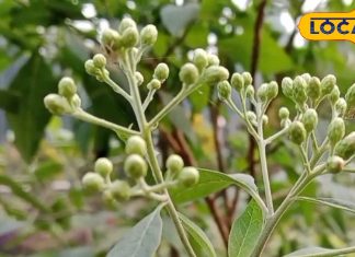 चमत्कारिक है इस पौधें की पत्तियां, नाम हैं “गुड़मार”, मर्दों के साथ औरतों के लिए भी संजीवनी…