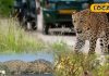 मानसून के बाद फिर गुलजार हुई उदयपुर की यह सेंचुरी, रोमांचक लेपर्ड सफारी शुरू, पर्यटकों को दिखे चीतल-सांभर