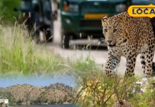 मानसून के बाद फिर गुलजार हुई उदयपुर की यह सेंचुरी, रोमांचक लेपर्ड सफारी शुरू, पर्यटकों को दिखे चीतल-सांभर