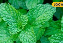 Pudina Health Benefits: रोज सुबह चबाएं पुदीने के 2 पत्ते, शरीर को मिलेंगे ये गजब के फायदे! – Uttar Pradesh News