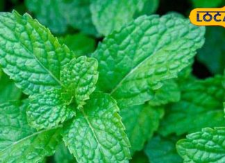 Pudina Health Benefits: रोज सुबह चबाएं पुदीने के 2 पत्ते, शरीर को मिलेंगे ये गजब के फायदे! – Uttar Pradesh News