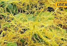 भगवान शिव का प्रिय पौधा बाल, त्वचा और सेहत का है रक्षक, रोजाना उपयोग से मिलेंगे गजब के फायदे