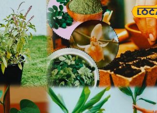 1 ‘न्यूट्रिशनल बम’ तो 1 ‘अमर बेल…’ गमलों में लगाएं ये 5 औषधीय पौधे, डॉक्टर को भूल जाएंगे!