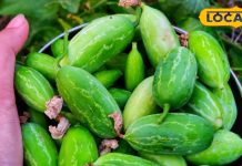 ब्लड शुगर कंट्रोल और दमकती त्वचा चाहते हैं? रोज खाएं ये सब्जी, सर से पांव तक आएगा नया जोश – Uttar Pradesh News