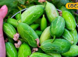 ब्लड शुगर कंट्रोल और दमकती त्वचा चाहते हैं? रोज खाएं ये सब्जी, सर से पांव तक आएगा नया जोश – Uttar Pradesh News