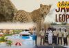 Jawai Safari Luxury Resorts | Best Resorts in Jawai | Jawai Wildlife Stay | Luxury Stay Rajasthan