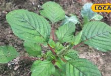 पोषक तत्वों का पावरहाउस है यह साग, बाजार में रहती है खूब डिमांड, कई बीमारियों के लिए रामबाण