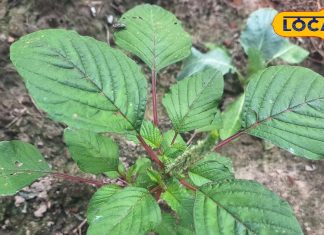 पोषक तत्वों का पावरहाउस है यह साग, बाजार में रहती है खूब डिमांड, कई बीमारियों के लिए रामबाण