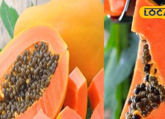 सावधान! इन लोगों के लिए जहर से कम नहीं है पपीता, भूलकर भी न करें सेवन, फायदे की जगह हो जाएगा नुकसान – Uttar Pradesh News