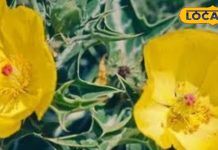 इस पौधे के नाम से ही घृणा करते हैं लोग , लेकिन यह पौधा है बड़े कमाल का जाने इसके फायदे – Uttar Pradesh News