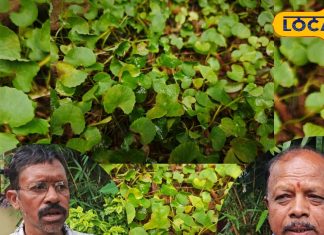 1000 रुपए किलो वाली जंगली सब्जी! आदिवासियों की हेल्दी सीक्रेट डिश, भारी डिमांड के बाद भी बाजार में नहीं बेचते – Chhattisgarh News