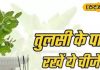 Tulsi Tips: तुलसी के पास रख दें यह खास चीज, पैसों की होगी बारिश, छट जाएंगे दुख के बादल!