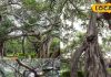 Pillalamarri 800-Year-Old Banyan Tree: Telangana’s Natural Wonder