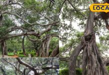 Pillalamarri 800-Year-Old Banyan Tree: Telangana’s Natural Wonder