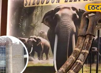 हैदराबाद साइंस म्यूज़ियम में स्टेगोडॉन हाथी का दांत प्रदर्शित