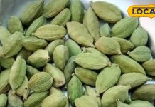 Cardamom Benefits: रोजाना चबा लें हरी इलायची, मिलेंगे जबरदस्त फायदे, चबाने की बना लेंगे आदत – Uttar Pradesh News