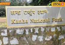 Balaghat News:रियल वाइल्डलाइफ़ है देखना? जाइए कान्हा पार्क, मिलेंगे छिपे दुर्लभ जीव