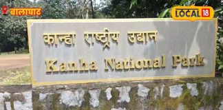 Balaghat News:रियल वाइल्डलाइफ़ है देखना? जाइए कान्हा पार्क, मिलेंगे छिपे दुर्लभ जीव