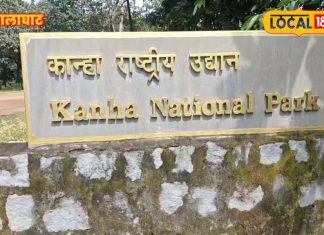 Balaghat News:रियल वाइल्डलाइफ़ है देखना? जाइए कान्हा पार्क, मिलेंगे छिपे दुर्लभ जीव