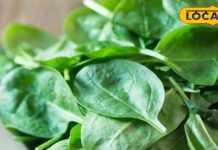 ड्राई स्किन और झड़ते बालों से हैं परेशान? इस हरी पत्तेदार सब्जी में छुपा है ब्यूटी सीक्रेट, एक्सपर्ट से जानें – Uttarakhand News