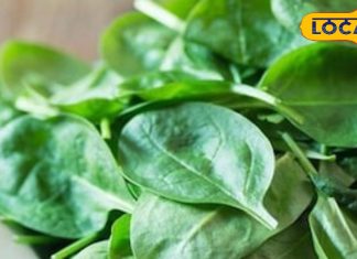 ड्राई स्किन और झड़ते बालों से हैं परेशान? इस हरी पत्तेदार सब्जी में छुपा है ब्यूटी सीक्रेट, एक्सपर्ट से जानें – Uttarakhand News