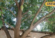 बेहद गुणकारी है ये पौधा, घर में लगा लीजिए कई गंभीर बीमारियों में मिलेगी राहत – Uttar Pradesh News