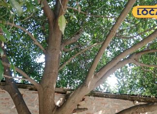 बेहद गुणकारी है ये पौधा, घर में लगा लीजिए कई गंभीर बीमारियों में मिलेगी राहत – Uttar Pradesh News