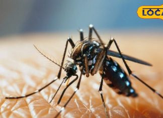 सिर्फ थकान और प्लेटलेट्स नहीं, डेंगू से मंडरा रहा पैरालिसिस का खतरा… जानें कैसे? – Uttar Pradesh News